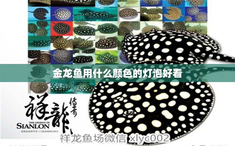 金龍魚用什么顏色的燈泡好看 黃金河虎魚