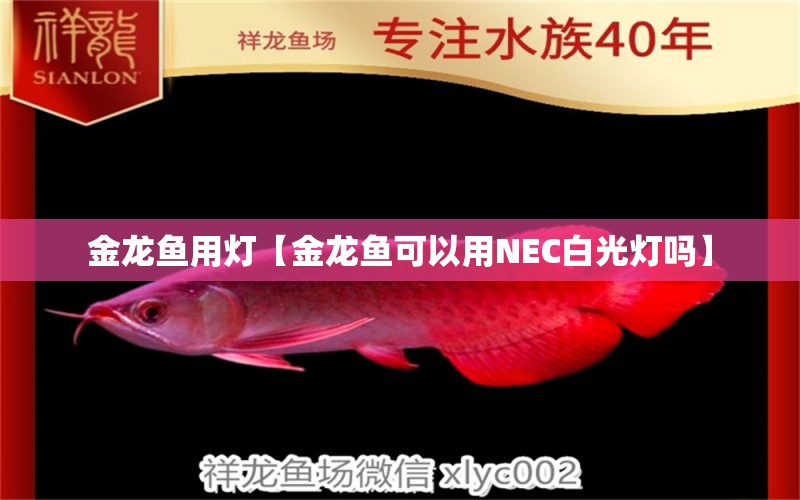 金龍魚用燈【金龍魚可以用NEC白光燈嗎】 龍魚批發(fā)