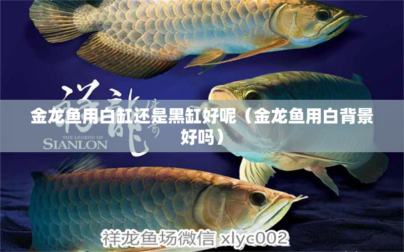 金龍魚用白缸還是黑缸好呢（金龍魚用白背景好嗎） 羅漢魚批發(fā)