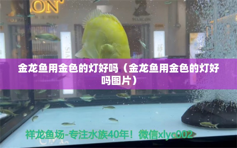 金龍魚用金色的燈好嗎（金龍魚用金色的燈好嗎圖片） 龍魚疾病與治療