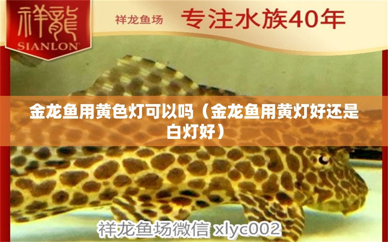 金龍魚用黃色燈可以嗎（金龍魚用黃燈好還是白燈好） 龍魚疾病與治療