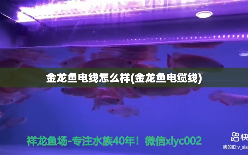 金龍魚電線怎么樣(金龍魚電纜線) 野生埃及神仙魚