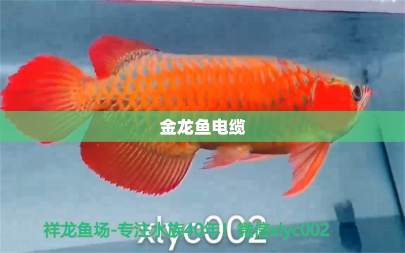 金龍魚電纜