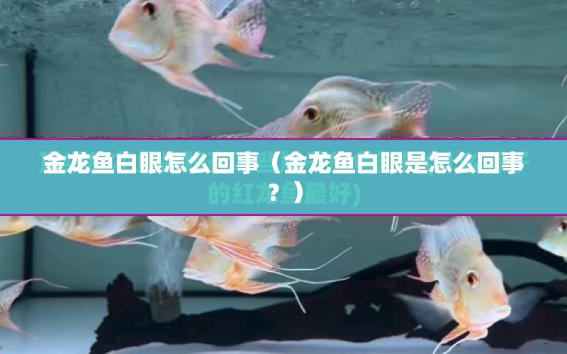 金龍魚白眼怎么回事（金龍魚白眼是怎么回事？） 水族問答 第1張