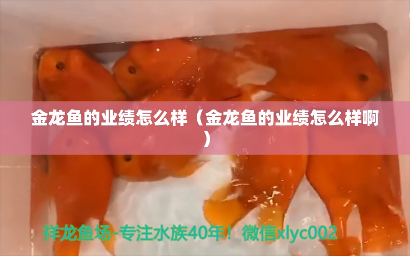 金龍魚的業(yè)績怎么樣（金龍魚的業(yè)績怎么樣?。? title=