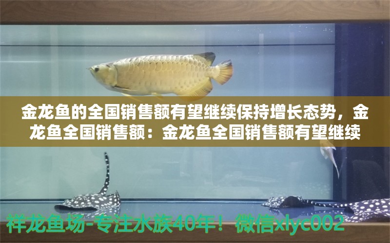 金龍魚的全國銷售額有望繼續(xù)保持增長態(tài)勢，金龍魚全國銷售額：金龍魚全國銷售額有望繼續(xù)保持增長態(tài)勢 龍魚百科 第2張