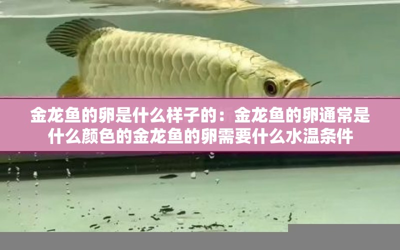 金龍魚的卵是什么樣子的：金龍魚的卵通常是什么顏色的金龍魚的卵需要什么水溫條件 水族問答 第1張