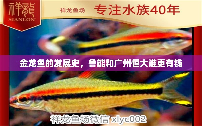 金龍魚的發(fā)展史，魯能和廣州恒大誰更有錢