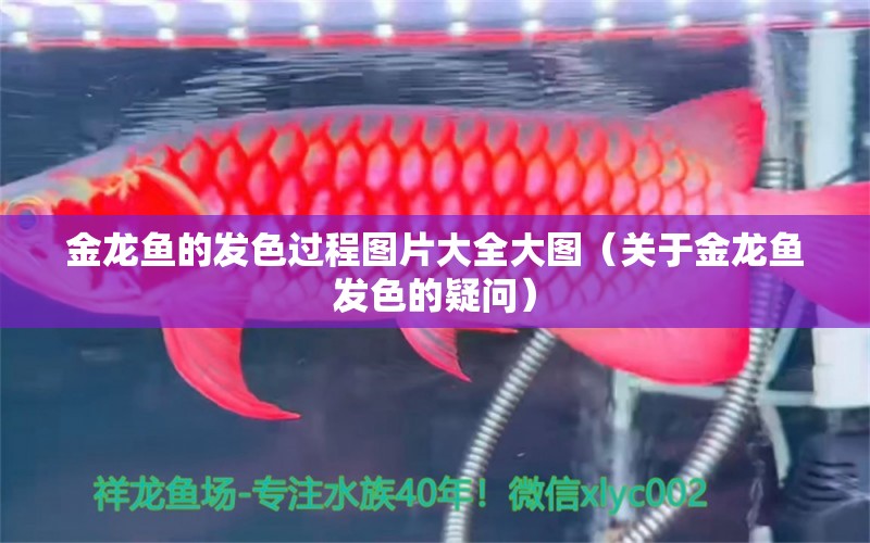 金龍魚的發(fā)色過程圖片大全大圖（關(guān)于金龍魚發(fā)色的疑問） 水族問答 第1張