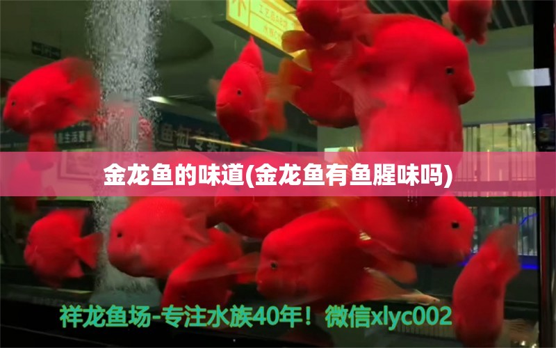 金龍魚的味道(金龍魚有魚腥味嗎) 水族品牌