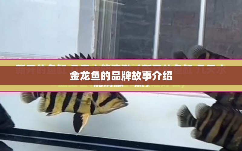 金龍魚的品牌故事介紹 水族問答 第1張