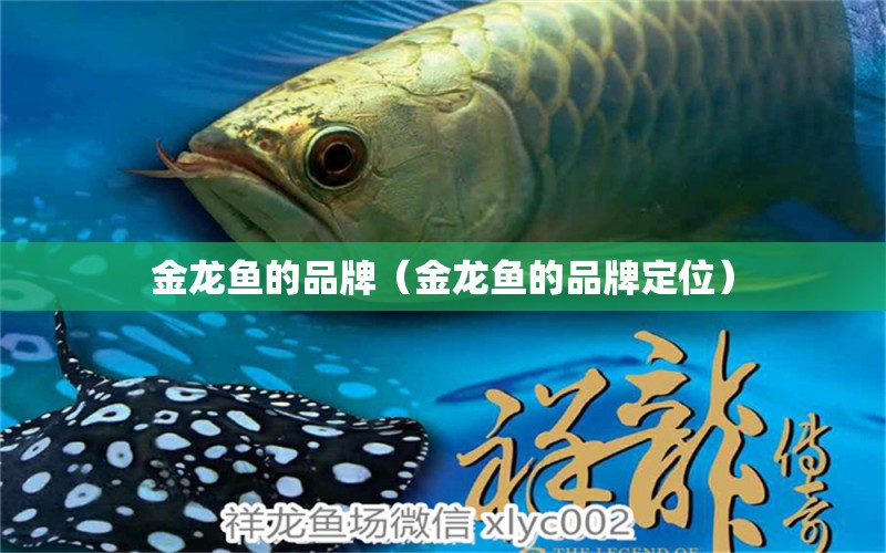 金龍魚的品牌（金龍魚的品牌定位）