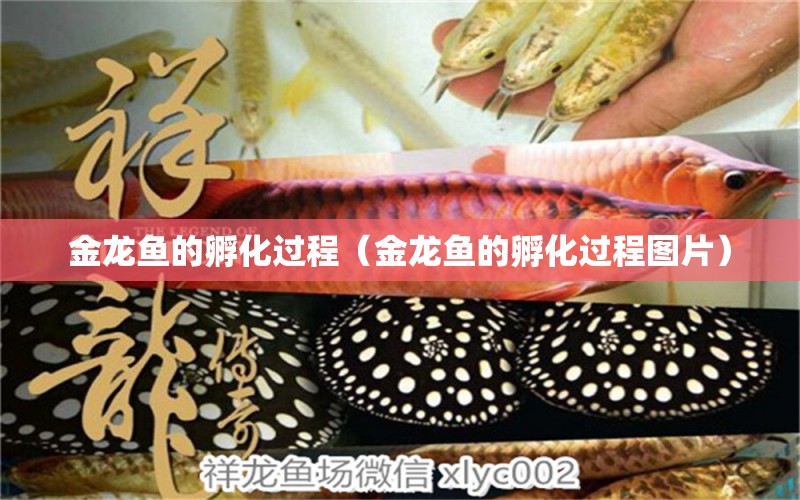 金龍魚(yú)的孵化過(guò)程（金龍魚(yú)的孵化過(guò)程圖片） 祥龍水族醫(yī)院