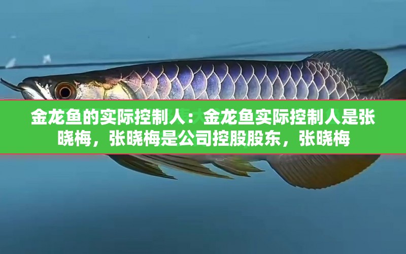 金龍魚的實(shí)際控制人：金龍魚實(shí)際控制人是張曉梅，張曉梅是公司控股股東，張曉梅 水族問(wèn)答 第1張