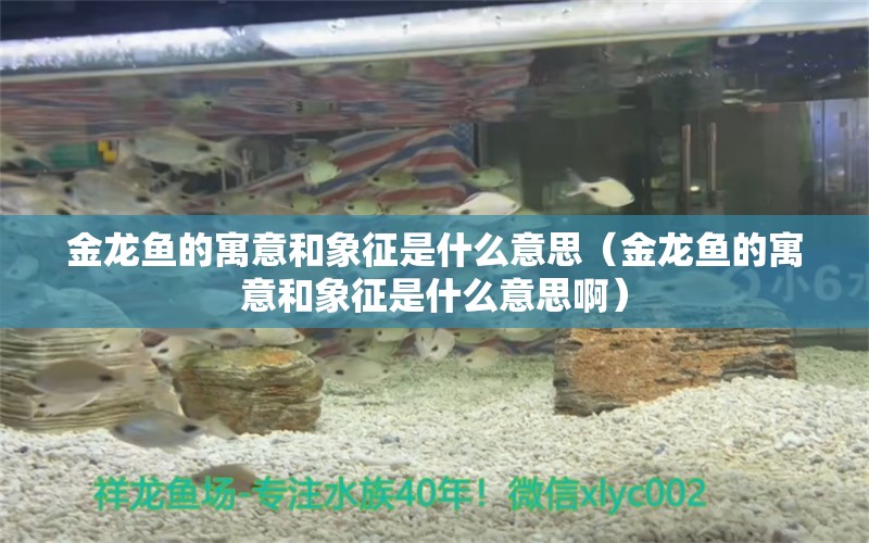 金龍魚的寓意和象征是什么意思（金龍魚的寓意和象征是什么意思?。? title=