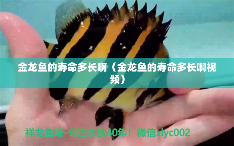 金龍魚的壽命多長?。ń瘕堲~的壽命多長啊視頻） 噴點菠蘿魚