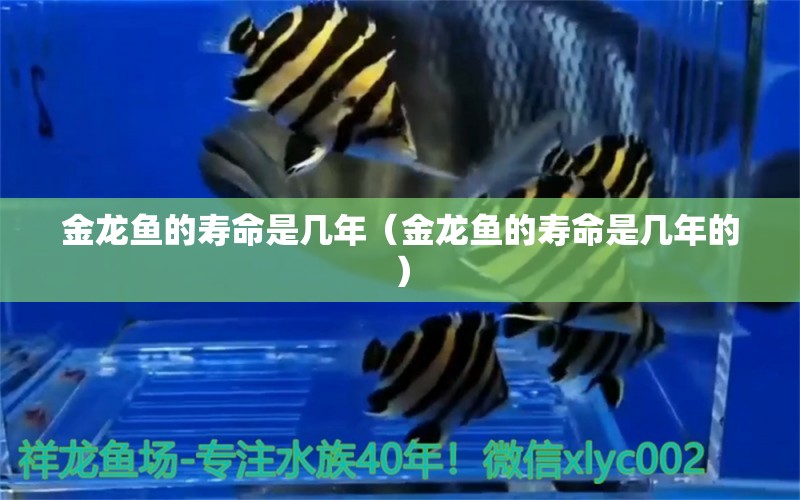 金龍魚的壽命是幾年（金龍魚的壽命是幾年的） 祥龍水族醫(yī)院