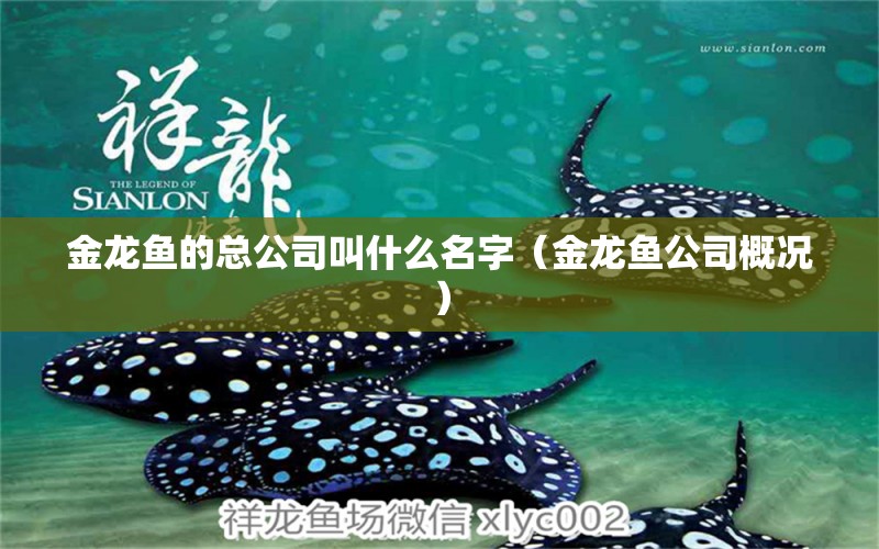 金龍魚的總公司叫什么名字（金龍魚公司概況）