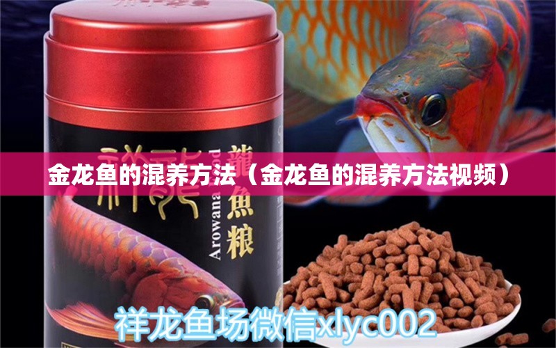 金龍魚的混養(yǎng)方法（金龍魚的混養(yǎng)方法視頻）