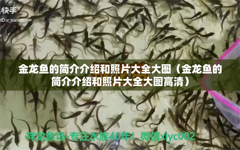 金龍魚的簡介介紹和照片大全大圖（金龍魚的簡介介紹和照片大全大圖高清） 斯維尼關(guān)刀魚