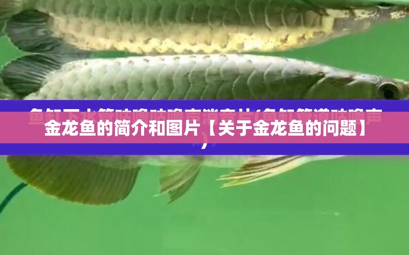 金龍魚的簡介和圖片【關(guān)于金龍魚的問題】 水族問答 第1張