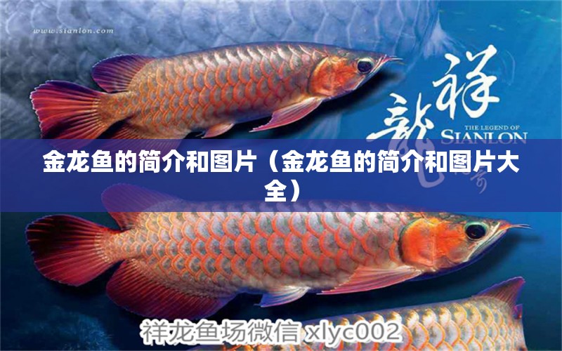 金龍魚(yú)的簡(jiǎn)介和圖片（金龍魚(yú)的簡(jiǎn)介和圖片大全）