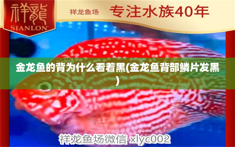 金龍魚(yú)的背為什么看著黑(金龍魚(yú)背部鱗片發(fā)黑) 廣州觀賞魚(yú)魚(yú)苗批發(fā)市場(chǎng)