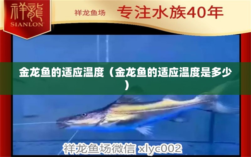 金龍魚的適應溫度（金龍魚的適應溫度是多少） 祥龍魚場