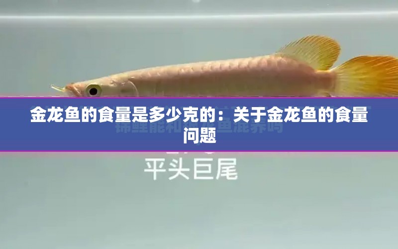 金龍魚的食量是多少克的：關(guān)于金龍魚的食量問題 水族問答