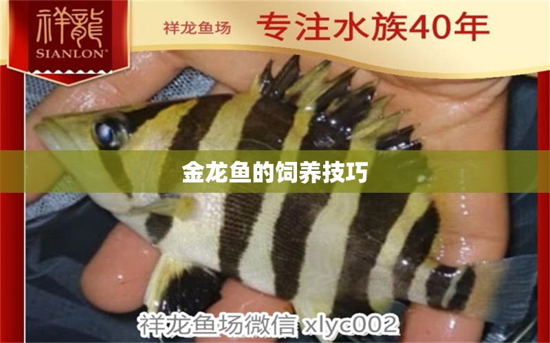 金龍魚的飼養(yǎng)技巧 虎紋銀版魚