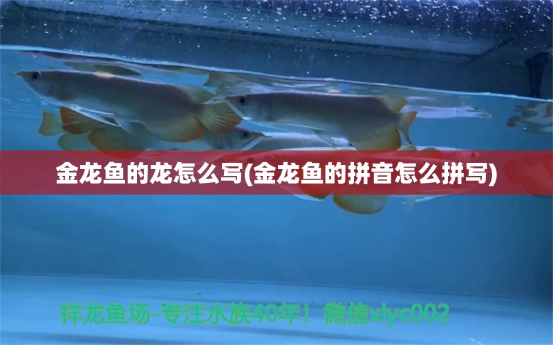 金龍魚的龍?jiān)趺磳?金龍魚的拼音怎么拼寫)