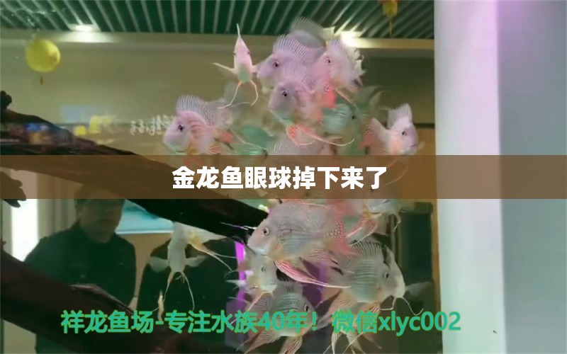 金龍魚眼球掉下來了 