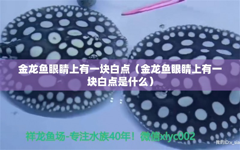 金龍魚眼睛上有一塊白點(diǎn)（金龍魚眼睛上有一塊白點(diǎn)是什么）