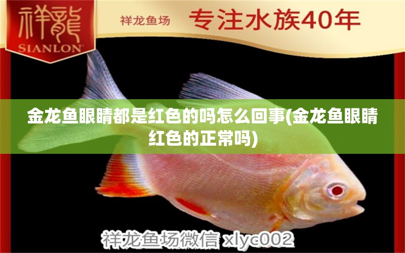 金龍魚眼睛都是紅色的嗎怎么回事(金龍魚眼睛紅色的正常嗎)