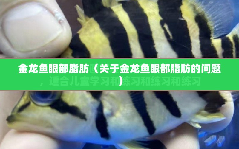 金龍魚眼部脂肪（關于金龍魚眼部脂肪的問題） 水族問答 第1張