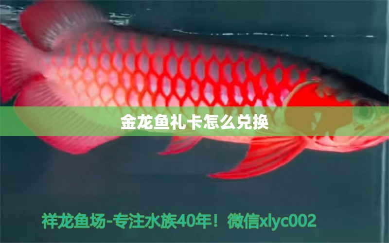 金龍魚禮卡怎么兌換 養(yǎng)魚知識