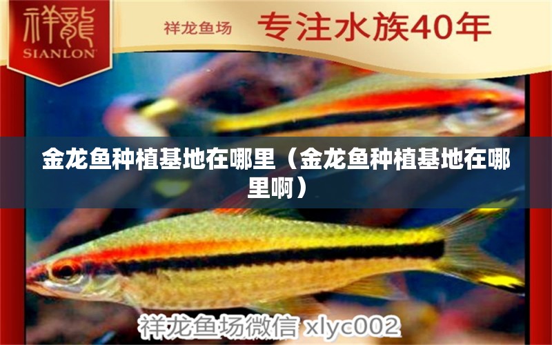 金龍魚種植基地在哪里（金龍魚種植基地在哪里?。? title=