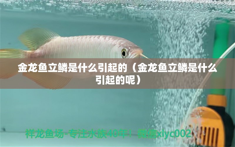 金龍魚立鱗是什么引起的（金龍魚立鱗是什么引起的呢）