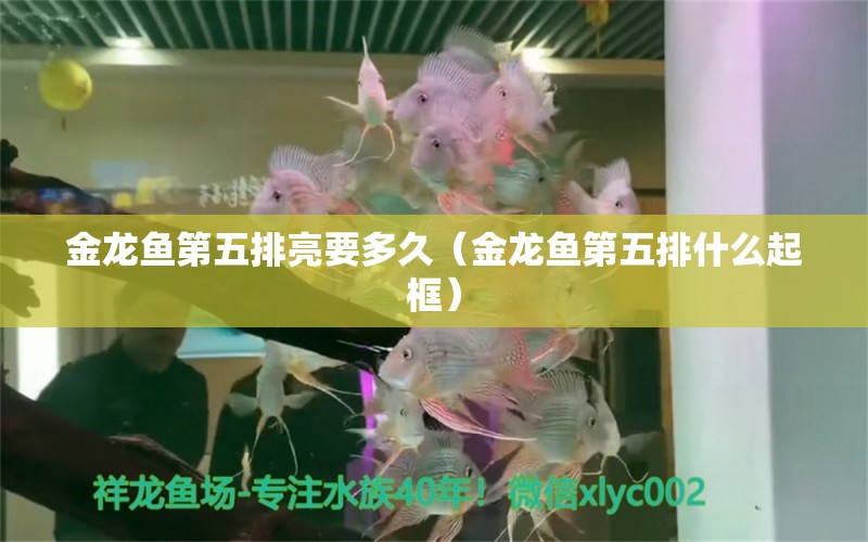 金龍魚第五排亮要多久（金龍魚第五排什么起框） 龍魚疾病與治療