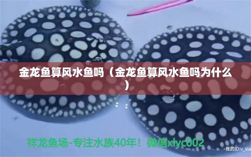 金龍魚算風(fēng)水魚嗎（金龍魚算風(fēng)水魚嗎為什么）