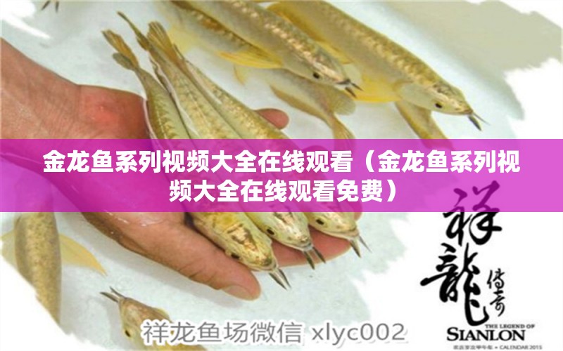 金龍魚系列視頻大全在線觀看（金龍魚系列視頻大全在線觀看免費）