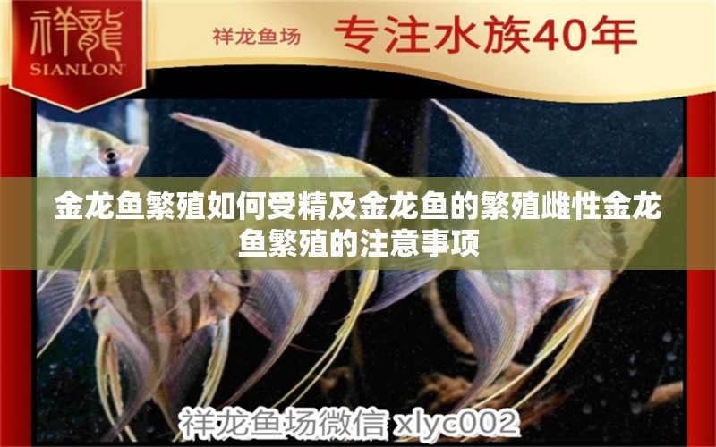 金龍魚繁殖如何受精及金龍魚的繁殖雌性金龍魚繁殖的注意事項