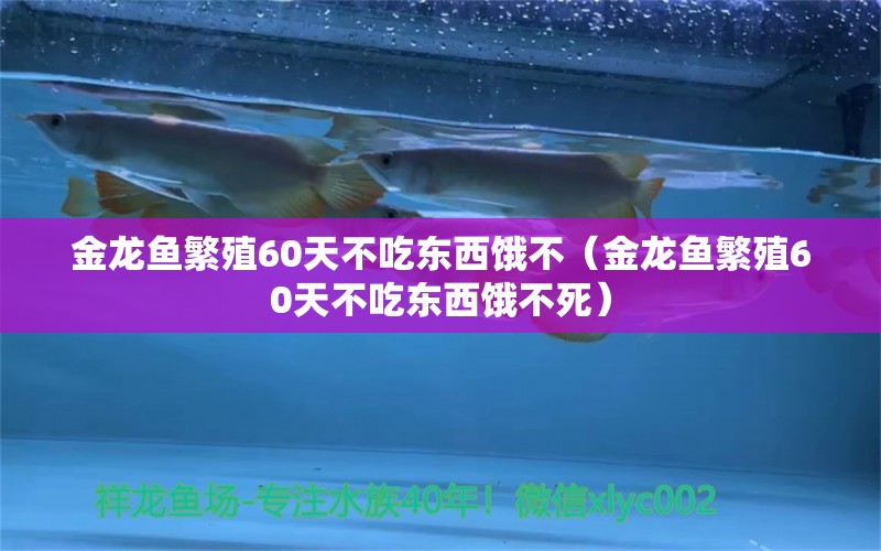 金龍魚(yú)繁殖60天不吃東西餓不（金龍魚(yú)繁殖60天不吃東西餓不死）