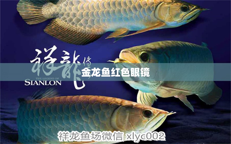 金龍魚(yú)紅色眼鏡 祥龍魚(yú)場(chǎng)