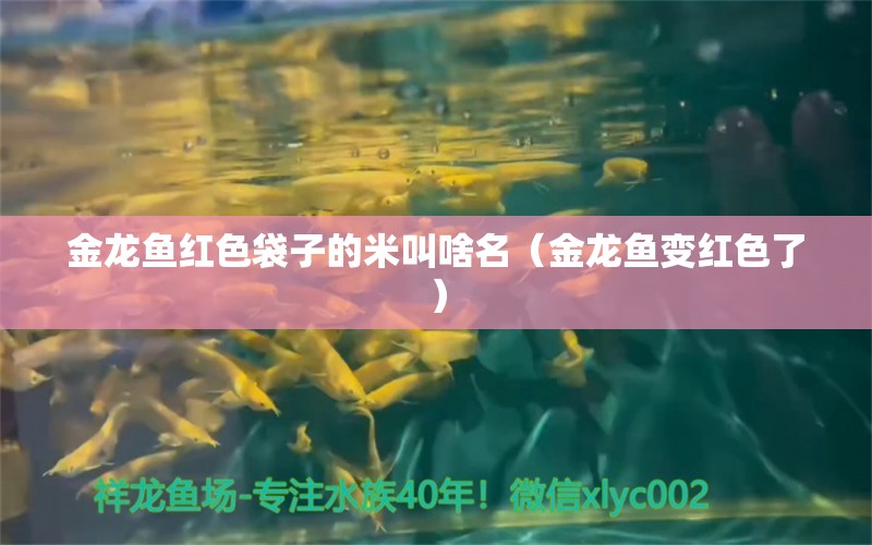 金龍魚紅色袋子的米叫啥名（金龍魚變紅色了）