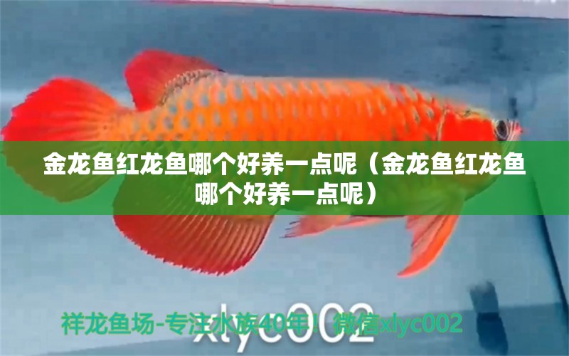 金龍魚紅龍魚哪個好養(yǎng)一點(diǎn)呢（金龍魚紅龍魚哪個好養(yǎng)一點(diǎn)呢）