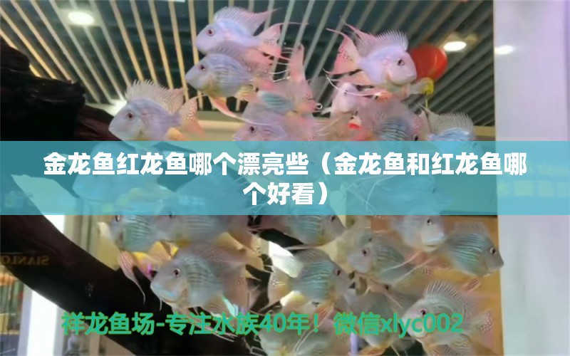 金龍魚紅龍魚哪個漂亮些（金龍魚和紅龍魚哪個好看）