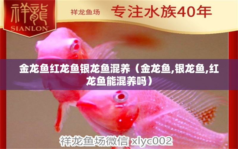 金龍魚紅龍魚銀龍魚混養(yǎng)（金龍魚,銀龍魚,紅龍魚能混養(yǎng)嗎）