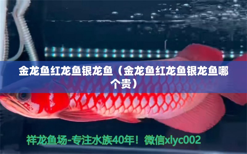 金龍魚紅龍魚銀龍魚（金龍魚紅龍魚銀龍魚哪個貴） 銀龍魚