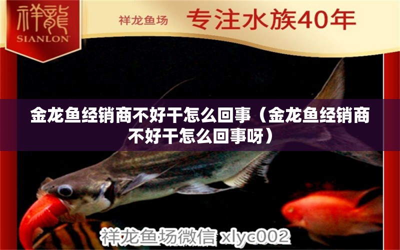 金龍魚經(jīng)銷商不好干怎么回事（金龍魚經(jīng)銷商不好干怎么回事呀） 金老虎魚